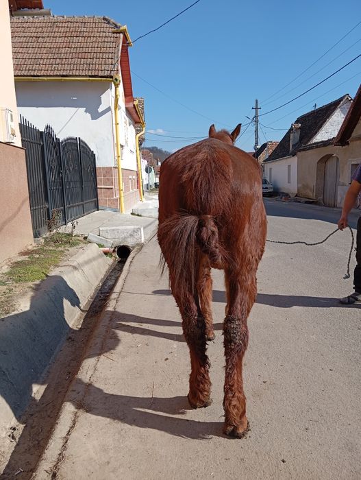 Vând iapa cuminte garantată