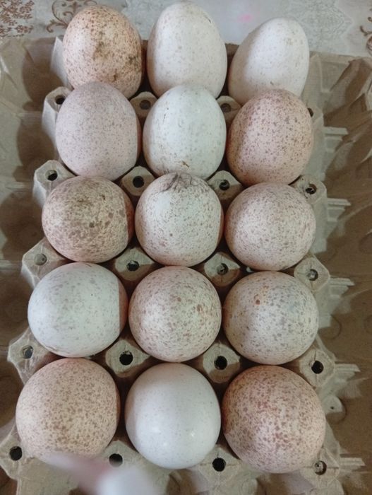 Домашни оплодени пуешки яйца за люпене.