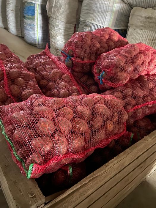 Cartofi consum belarosa