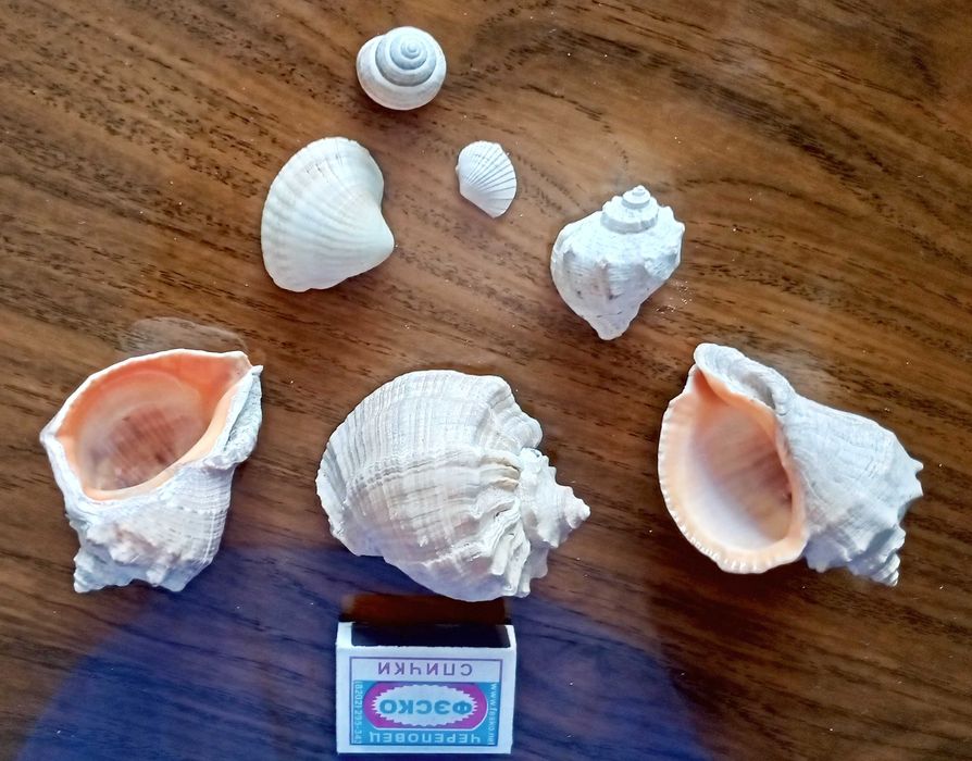 Ракушки морские. Доставка.