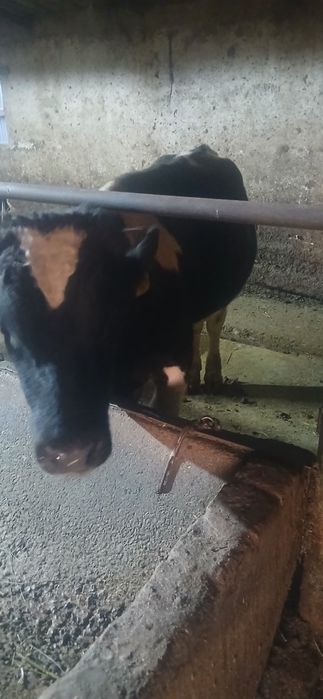 Продам 5 бычов 550000