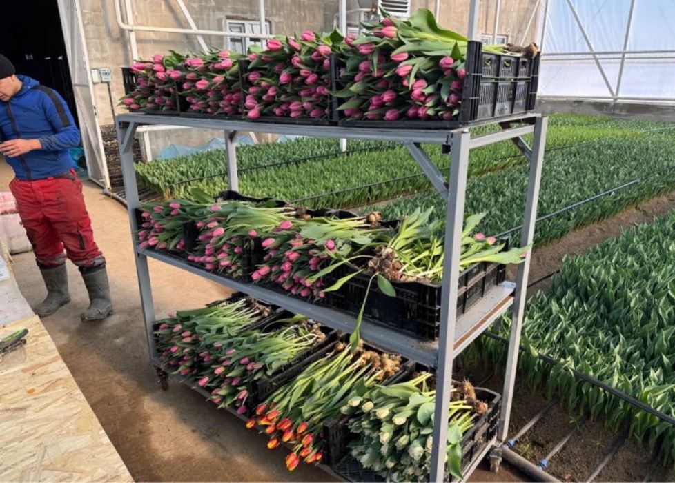 Тюльпаны Экстра+ оптом