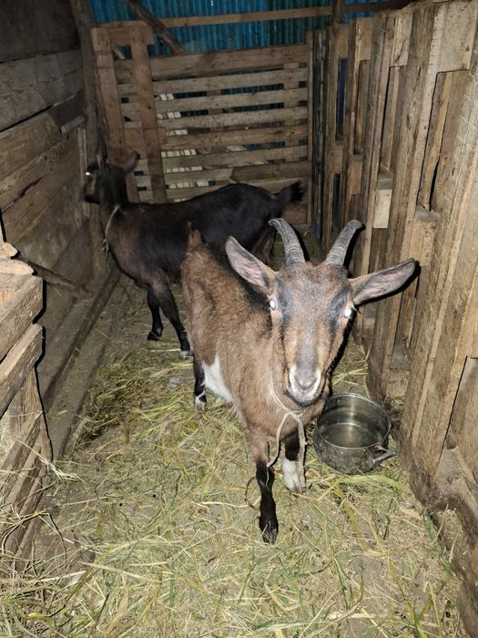 Iedute alpin francez