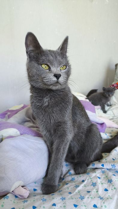 Отдам котят в добрые руки