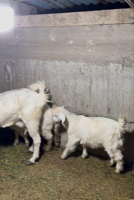 Битал ешкі лагымен сатылады