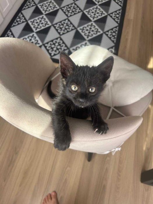 Котенок кот кошка