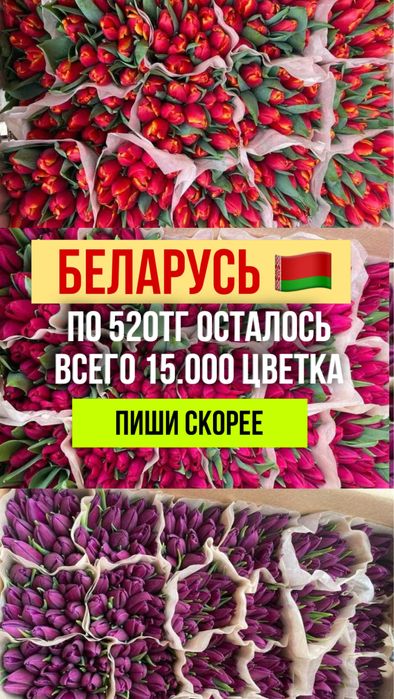 Беларусь Тюльпаны напрямую. Тюльпаны оптом