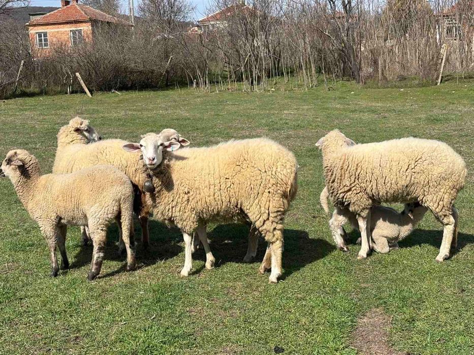 Продавам овце и агнета