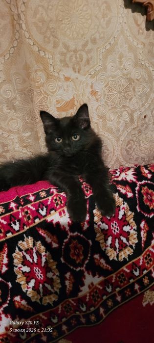 скоттиш хайланд фолд