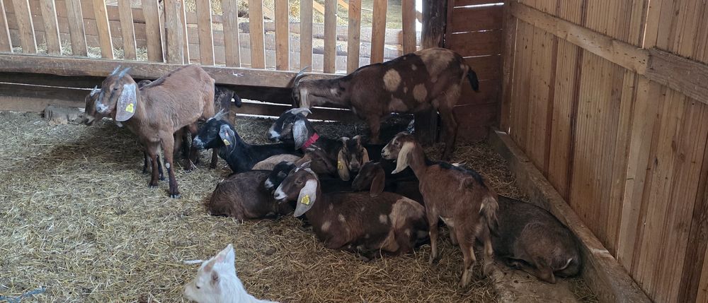 Capre anglo nubiene cu pedigree