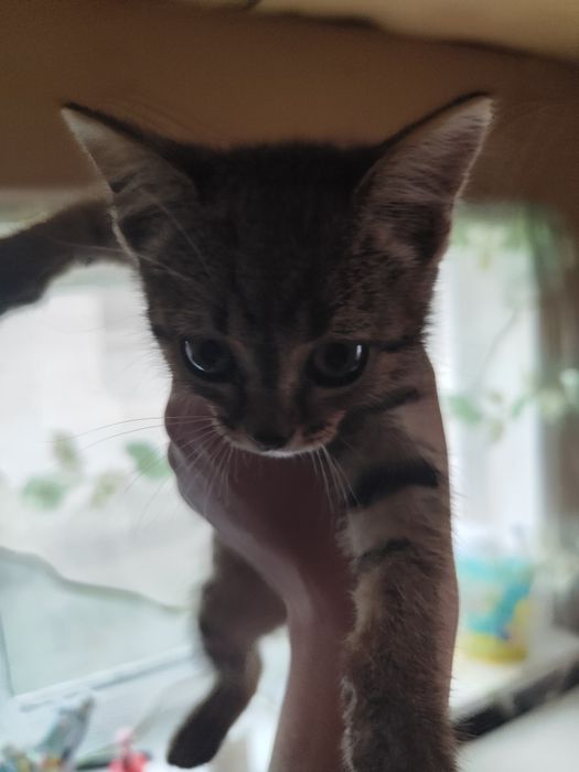 Отдам котенка девочка