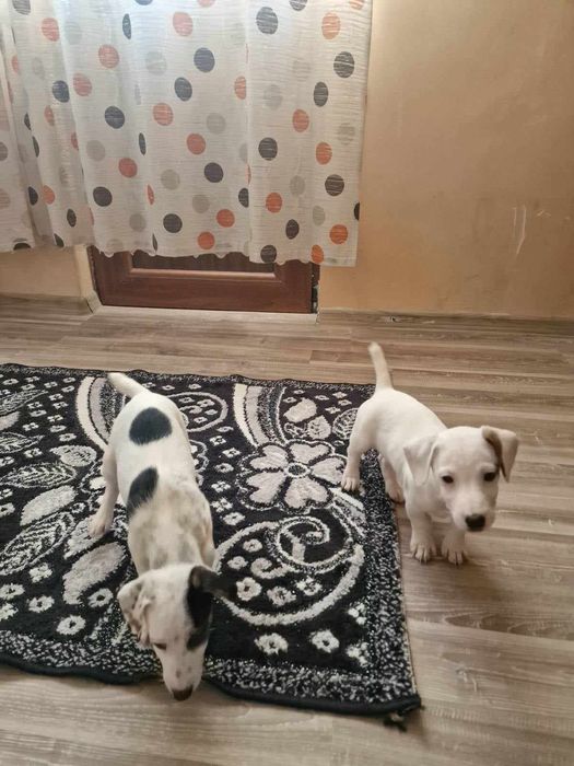 Мини Джак Ръсели