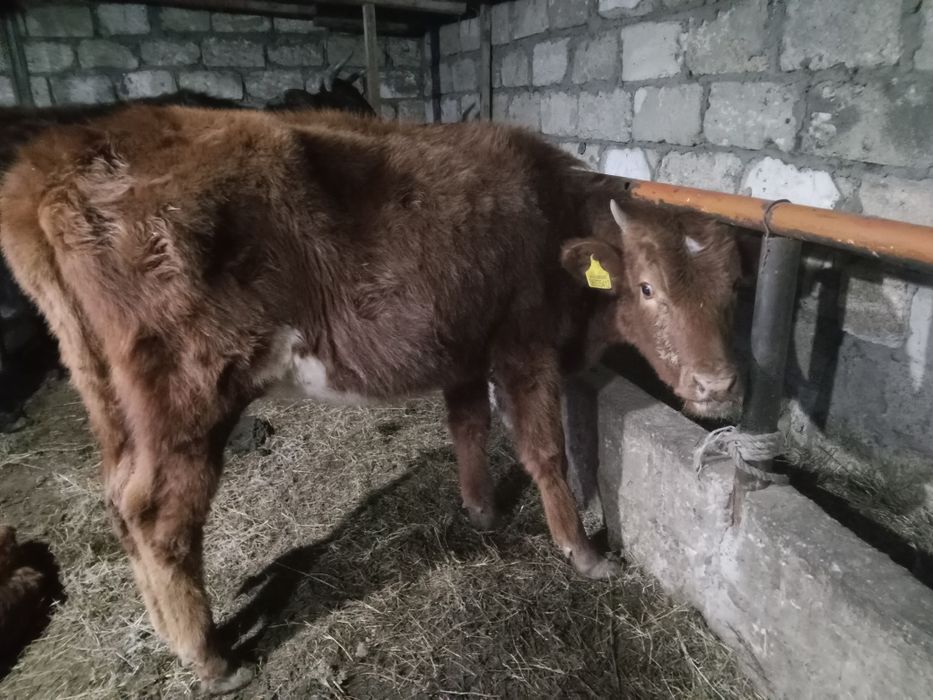 ұрғашы баспақ сатылады