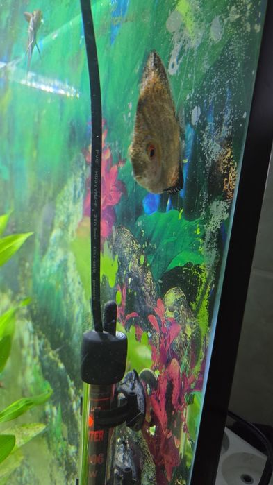 Рыбка (дискус балық сатылады)