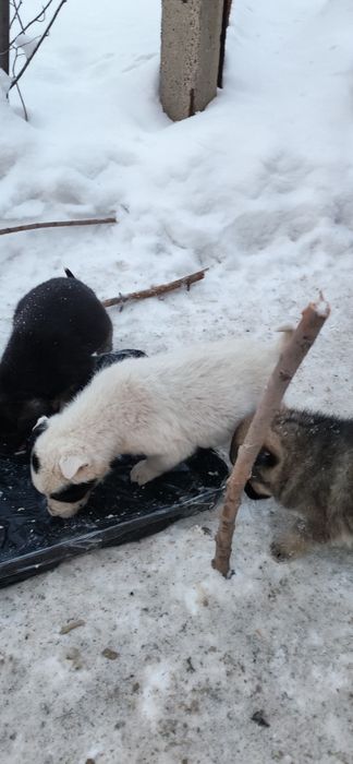 Щенки нуждаются в доме