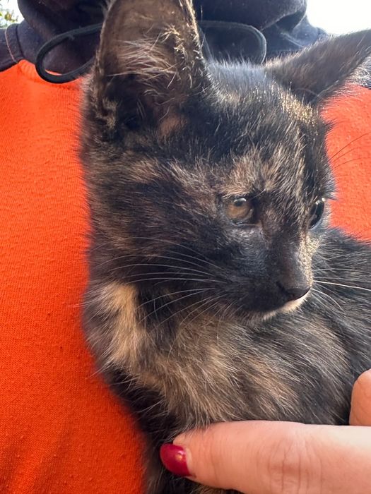 Котята в ДОБРЫЕ руки!