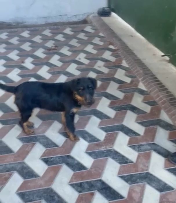 Пропала собака ягдтерьер