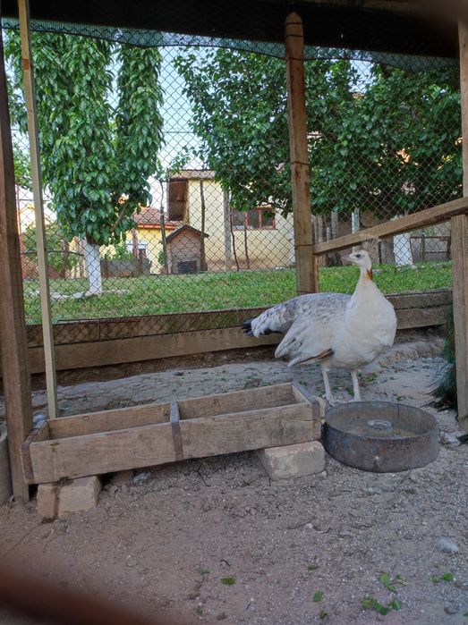 Пауни чернокрили