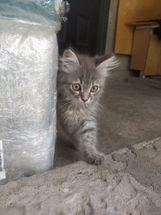 Котёнок, мальчик, 3 мес. Ищет хозяина.