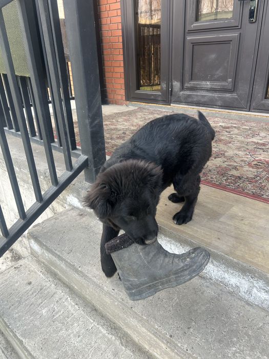 Щеночек лабрадор