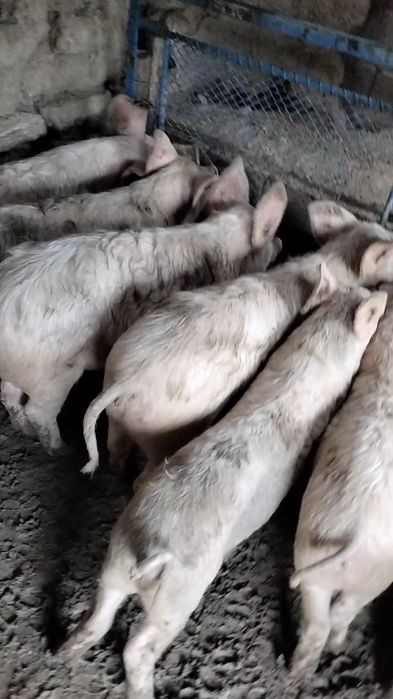 Продавам прасета ландра село трапоклово