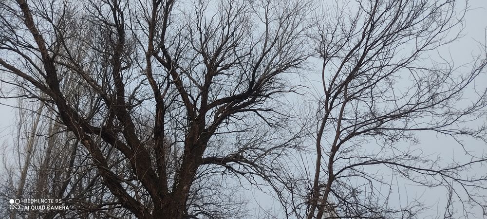 Агаш отын  дрова