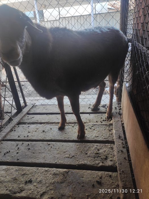 Баран, овцы, қой