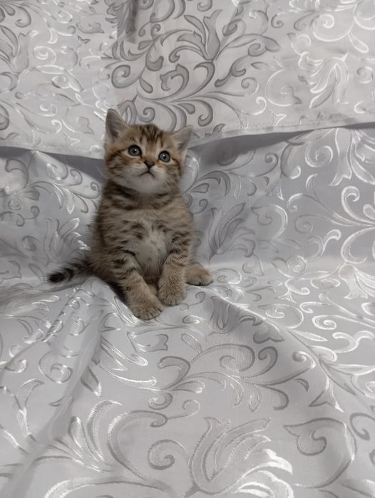 Британец мальчик