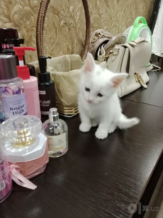 Отдам котят в хорошие отвецтвенный руки