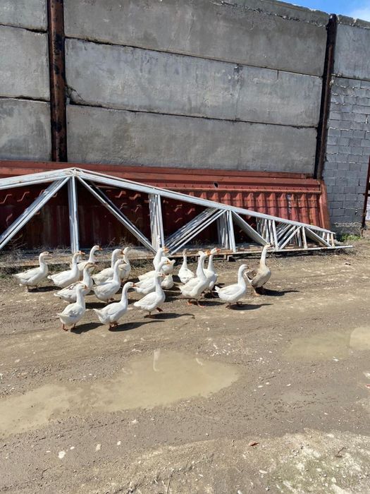 Срочно Гуси молодые, домашние
