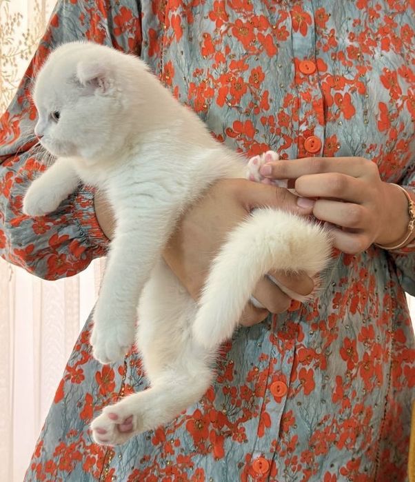 Шотланская вислоухая кошка