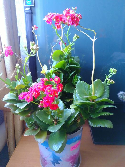 Каланхоэ декоративное