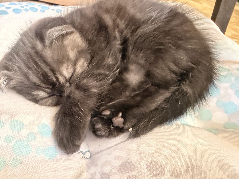 Шотландски клепоухи котета