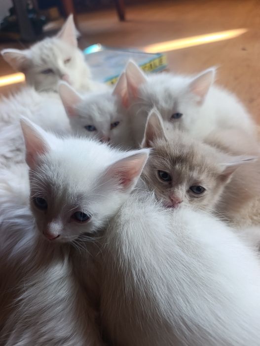Котятки Бесплатно