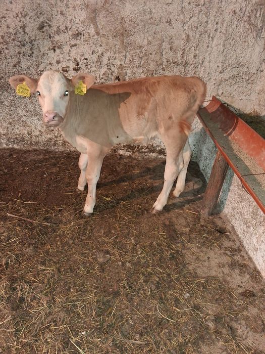 Vând vitea baltata de