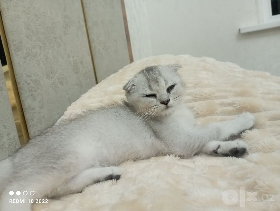 Кошка Шиншилла сотилади