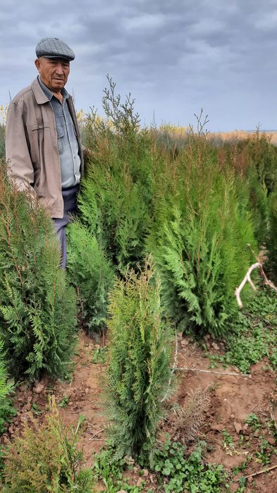 Ассортимент  кошеттер