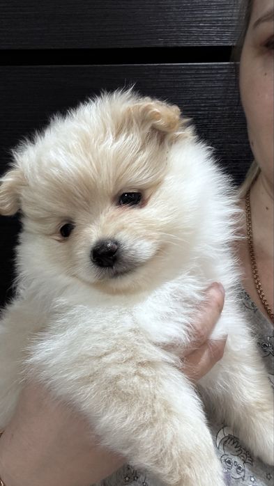 Немецкий щенок шпица