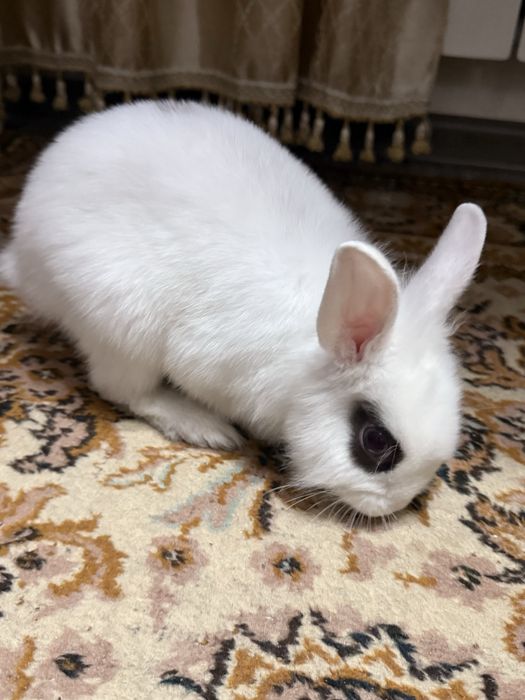 белый кролик, в полной комплектации