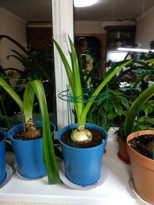 Луковицы гиппеаструма