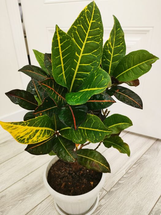 Комнатные цветы, доставка.