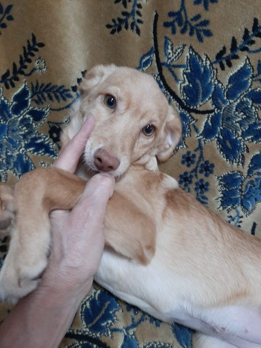 Щеночки звоночки