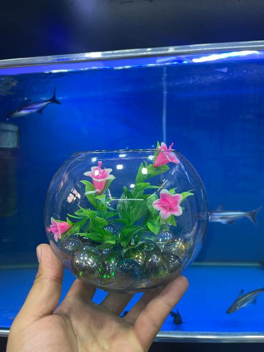 Akvarium Dumaloq New