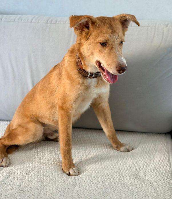 Отдам в добрые руки