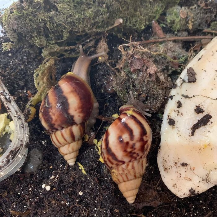 Ulitkala ideal aktiv svejiy yengiii iwlatilmagan