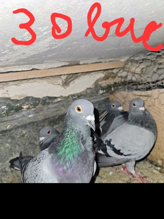 Vand porumbei voiajori !