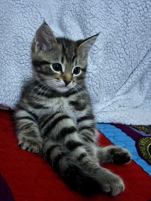 Отдам котёнка милый мальчик
