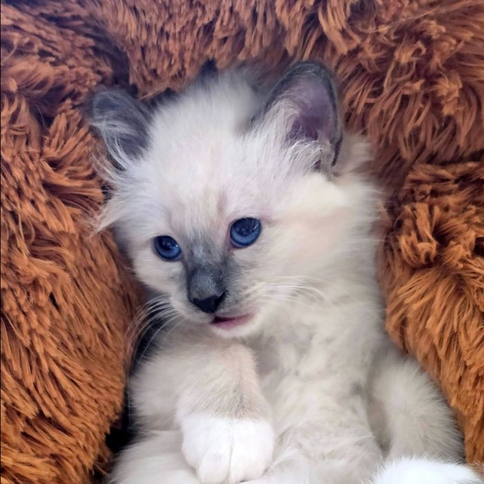 Бирманска котка/Sacred Birman