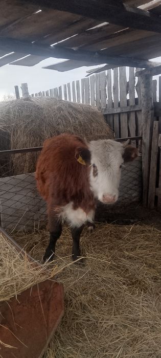 теленок продается