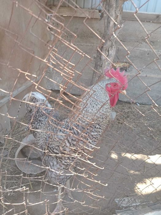 Сатылады қораз әдемі өсірілген